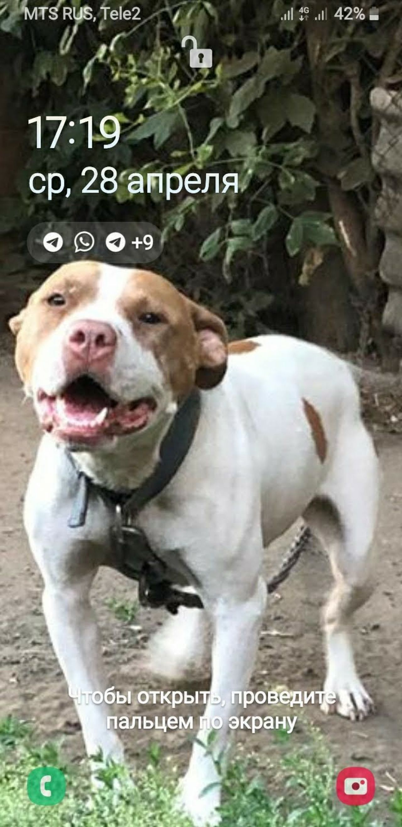 Photo of the dog