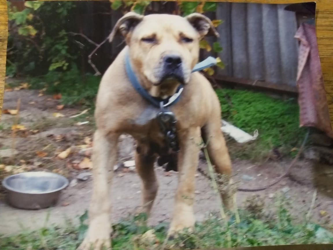 Photo of the dog