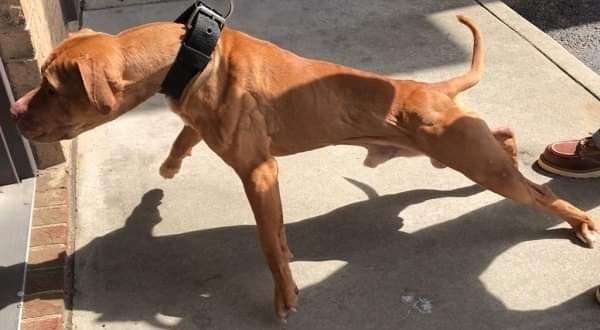 Photo of the dog