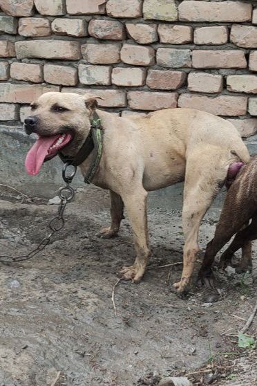 Photo of the dog