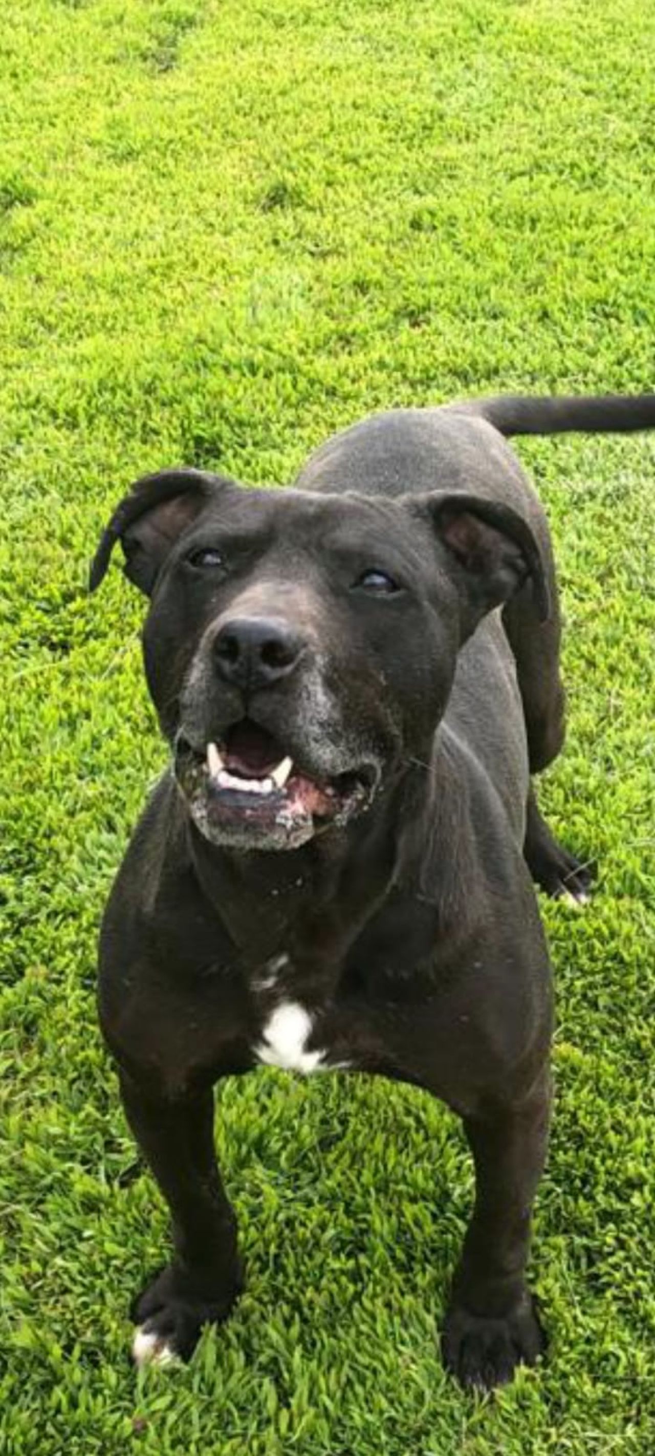 Photo of the dog
