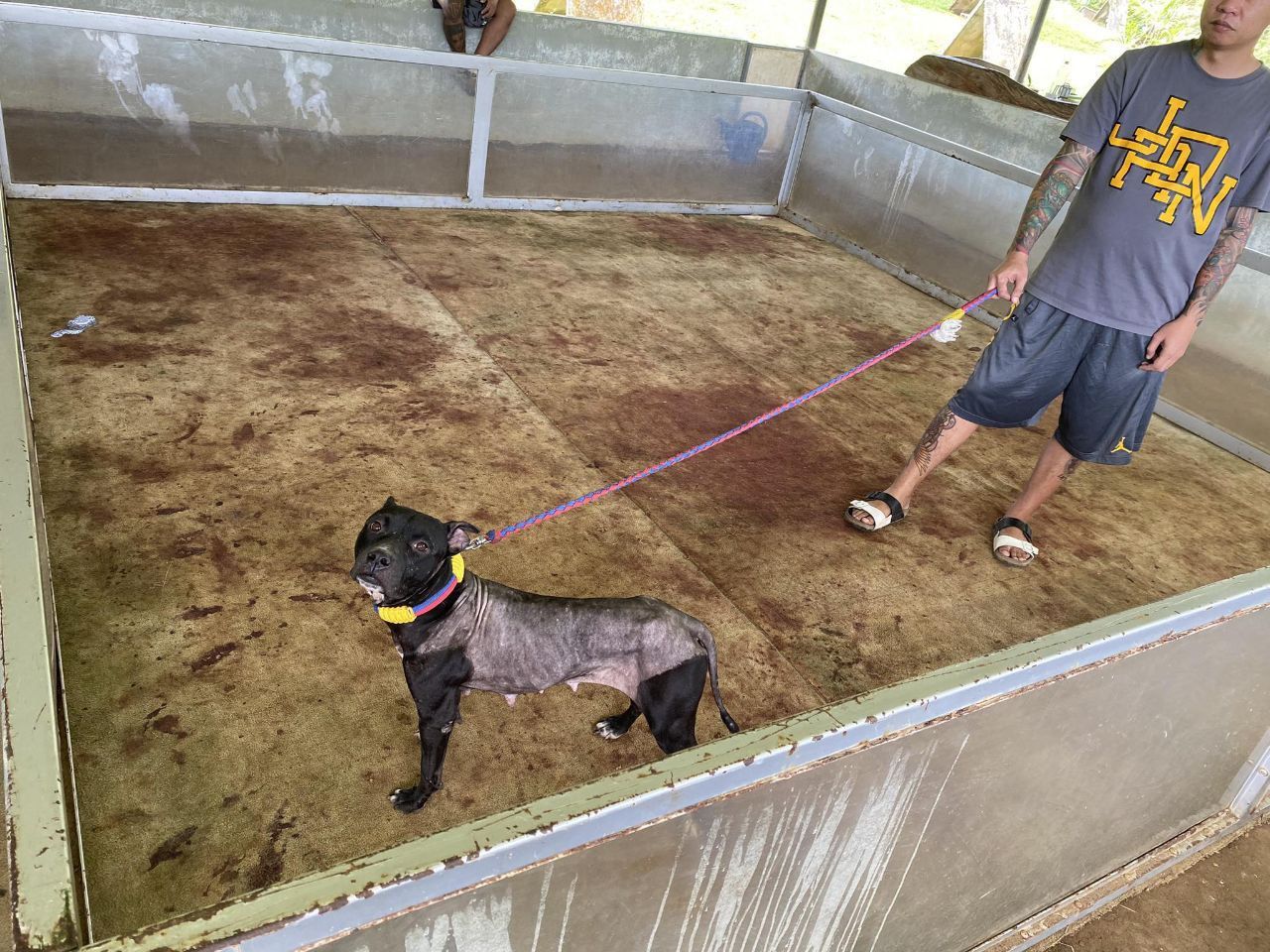 Photo of the dog