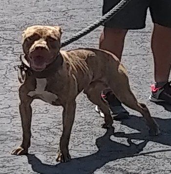Photo of the dog