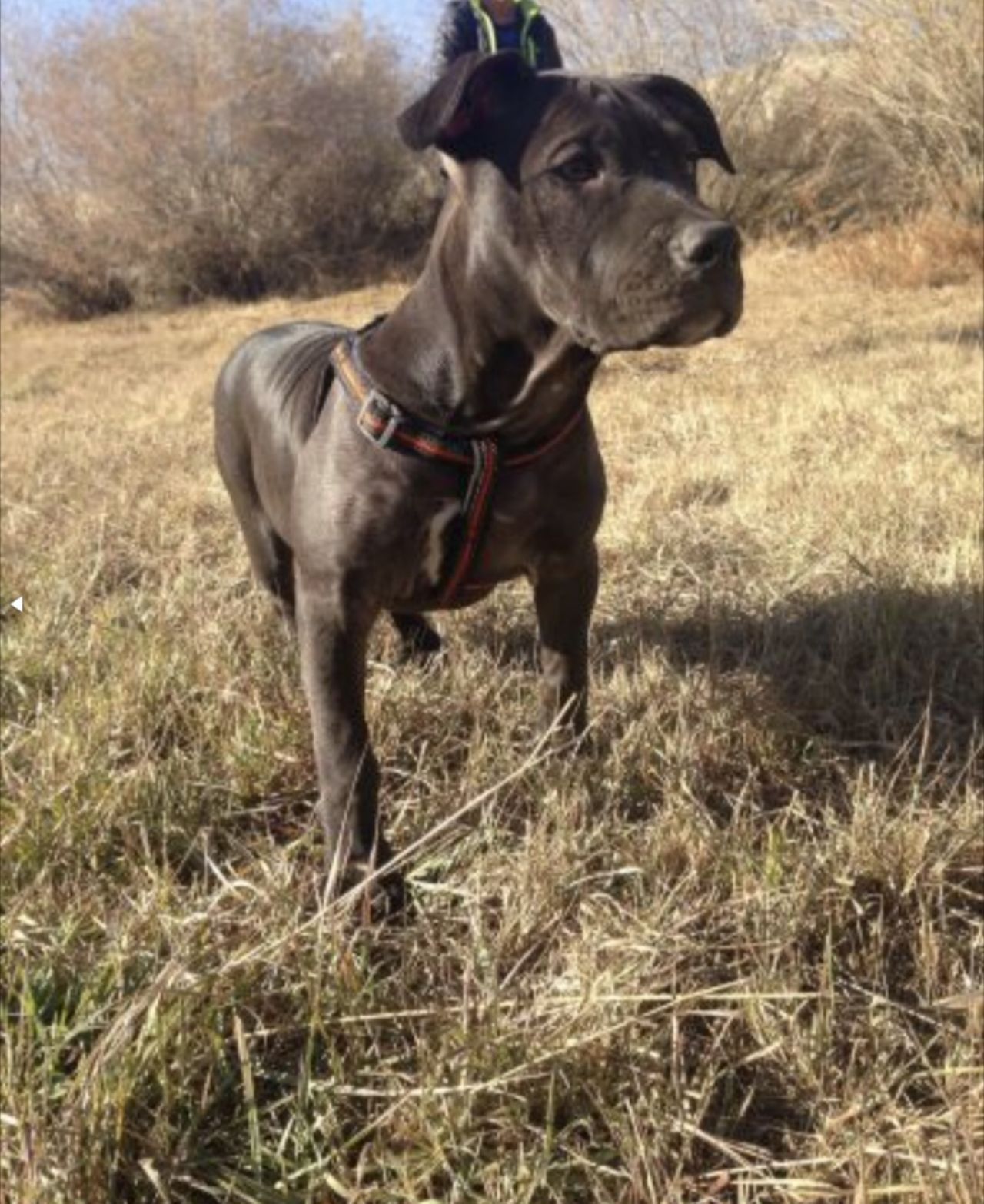 Photo of the dog