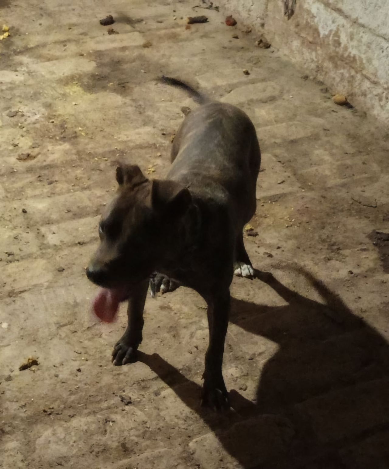 Photo of the dog