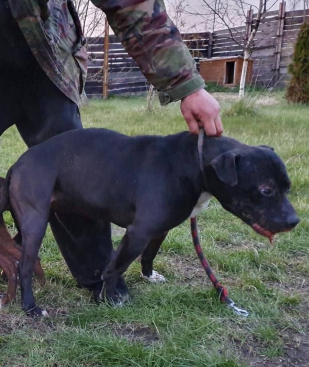 Photo of the dog