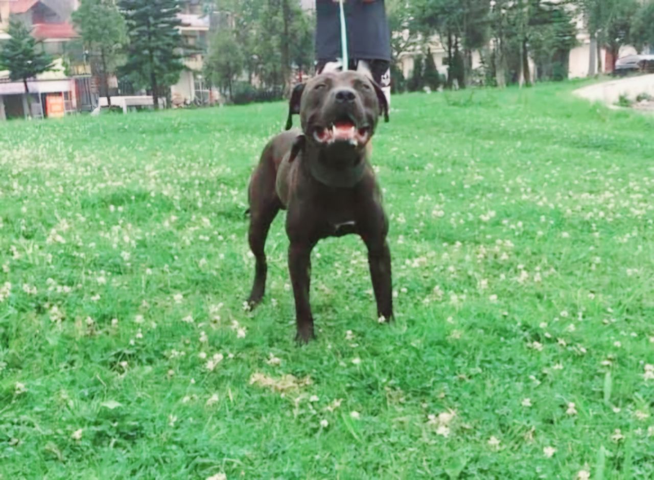 Photo of the dog