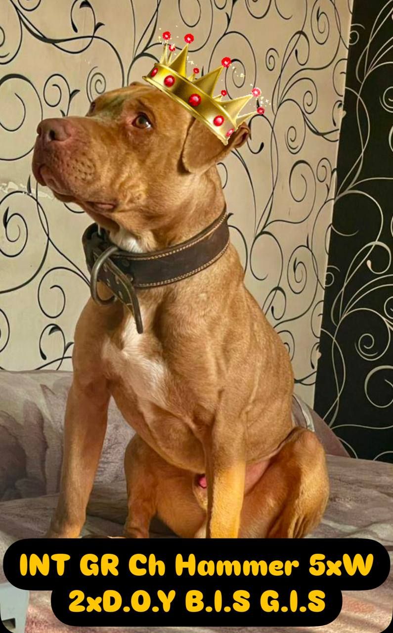 Photo of the dog