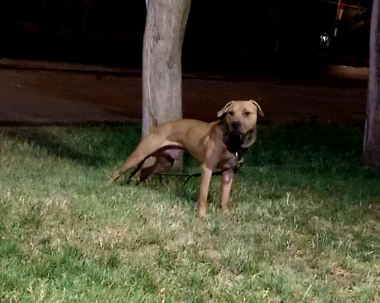 Photo of the dog
