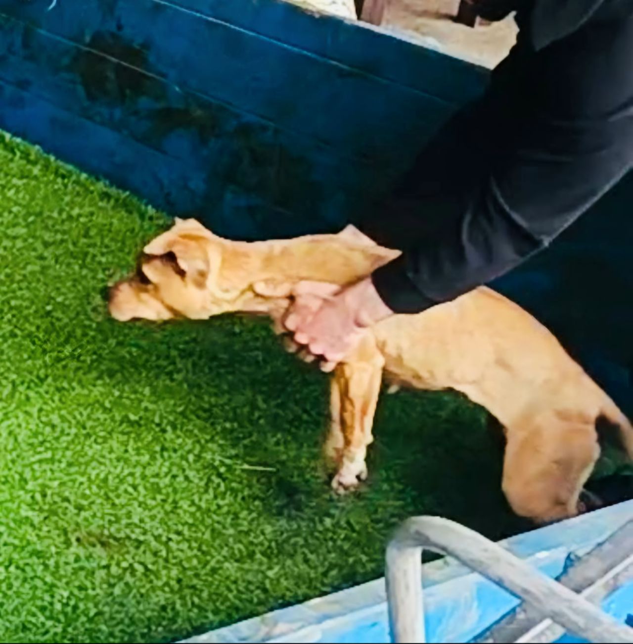 Photo of the dog