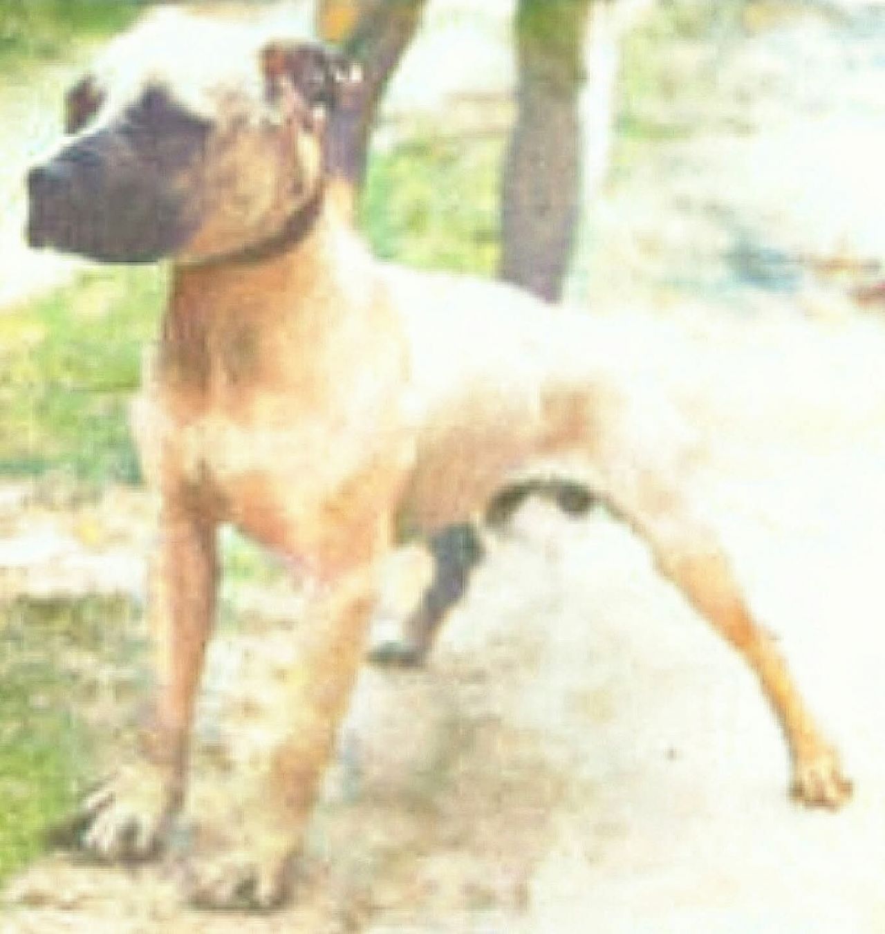 Photo of the dog