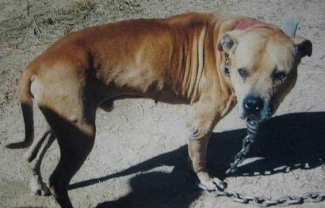 Photo of the dog