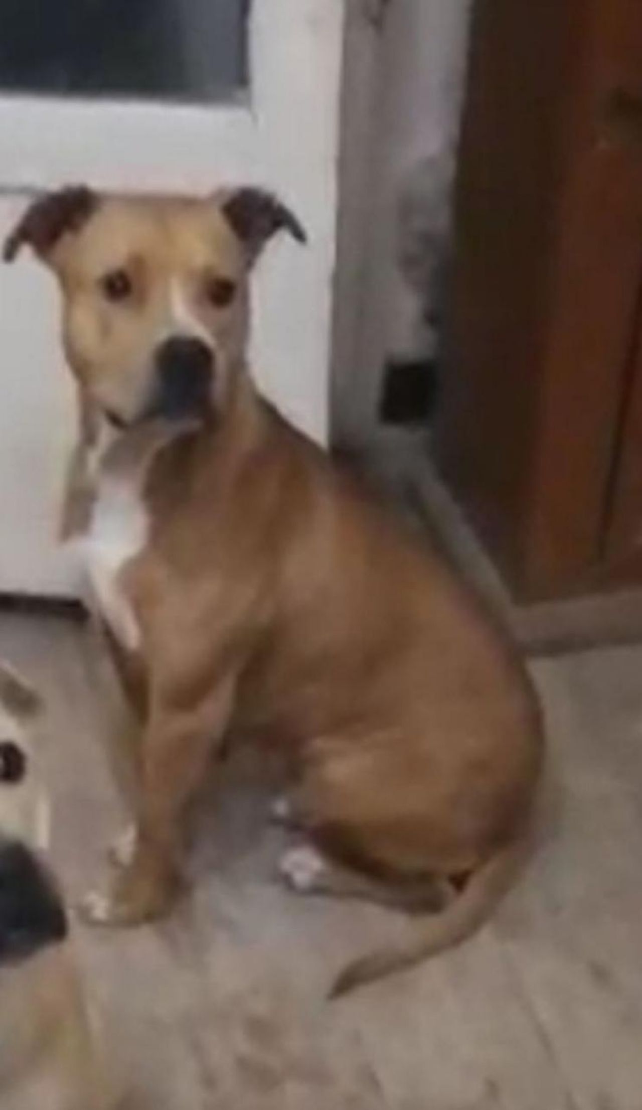 Photo of the dog