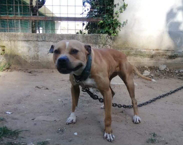 Photo of the dog