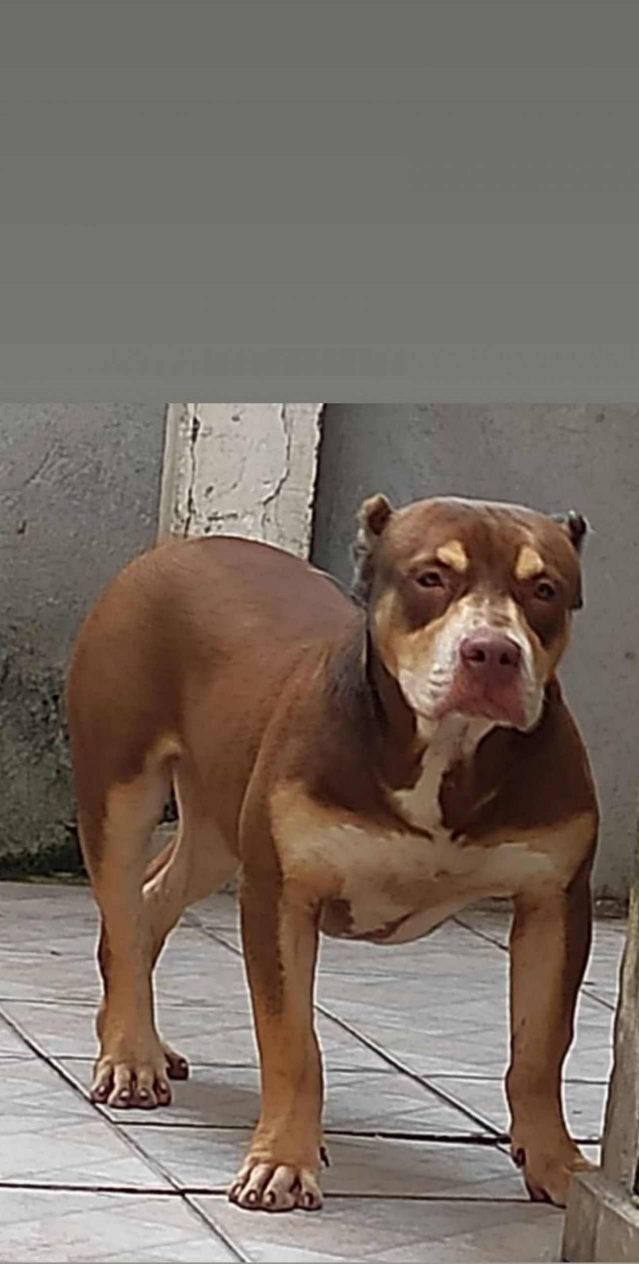 Photo of the dog
