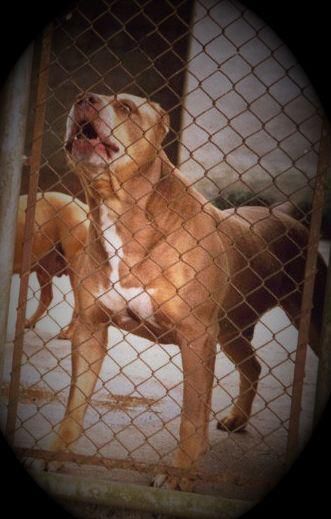 Photo of the dog