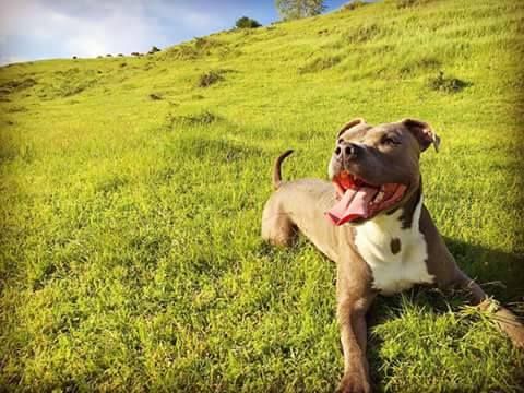 Photo of the dog