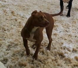 Photo of the dog