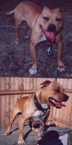 Photo of the dog