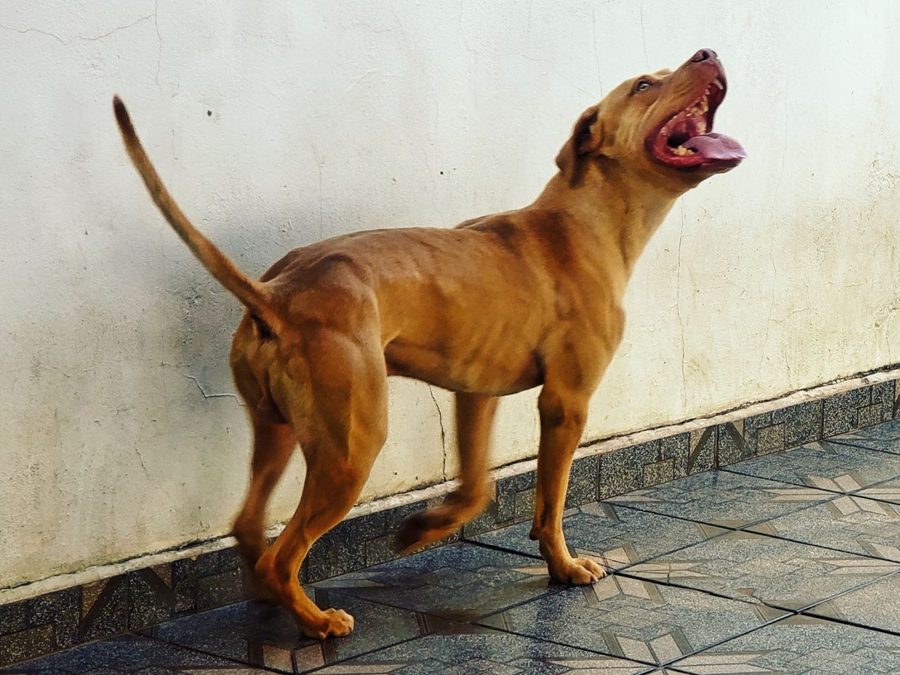 Photo of the dog