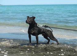 Photo of the dog