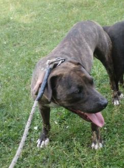 Photo of the dog