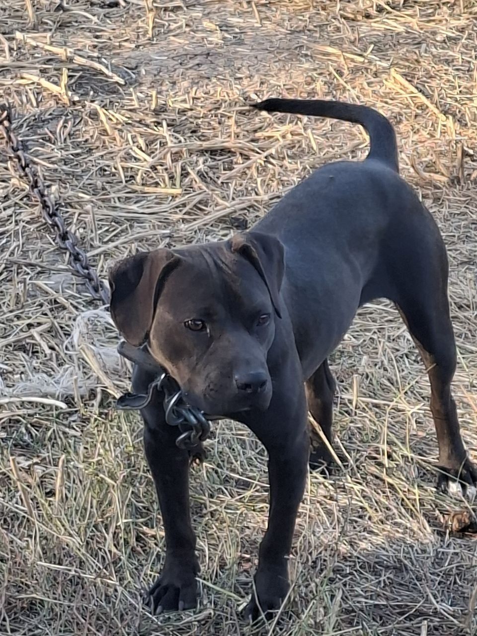Photo of the dog