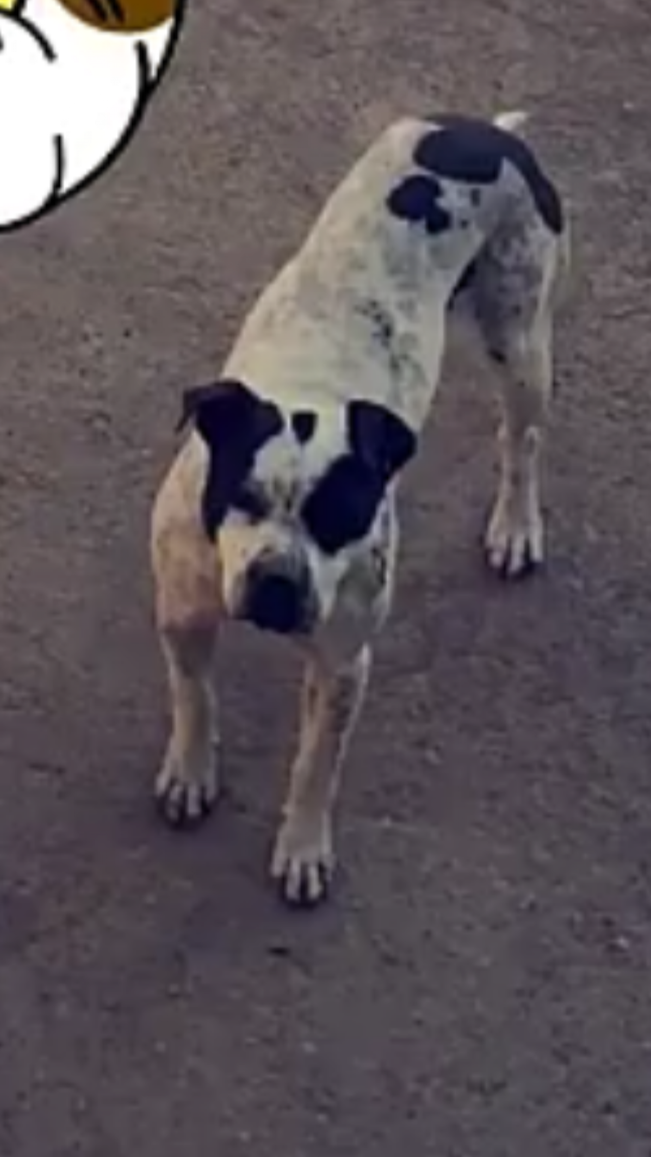 Photo of the dog
