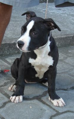 Photo of the dog