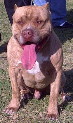 Photo of the dog