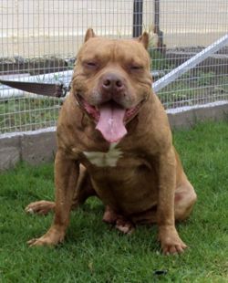 Photo of the dog