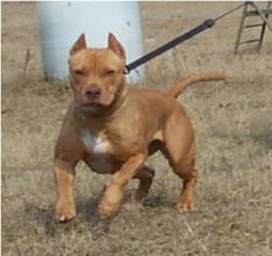 Photo of the dog