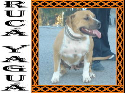 Photo of the dog