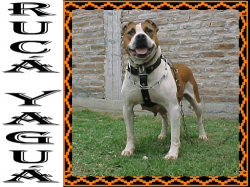 Photo of the dog