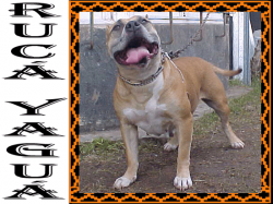 Photo of the dog