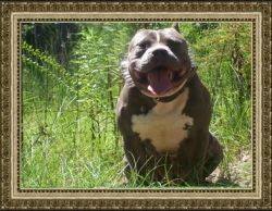 Photo of the dog
