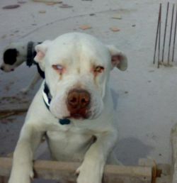 Photo of the dog