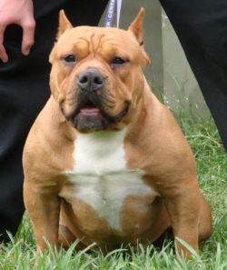 Photo of the dog