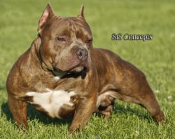 Photo of the dog
