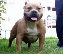 Photo of the dog
