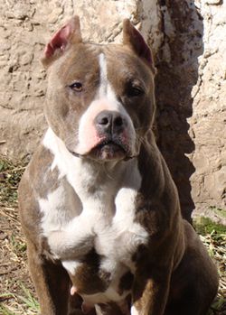 Photo of the dog