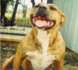 Photo of the dog