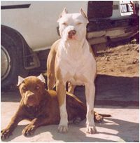 Photo of the dog