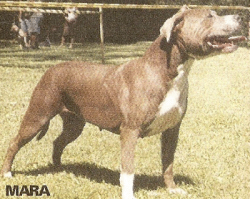Photo of the dog