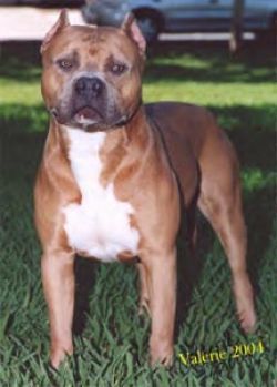 Photo of the dog