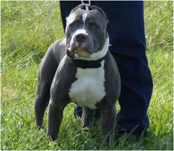 Photo of the dog