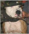 Photo of the dog