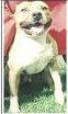 Photo of the dog