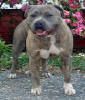 Photo of the dog