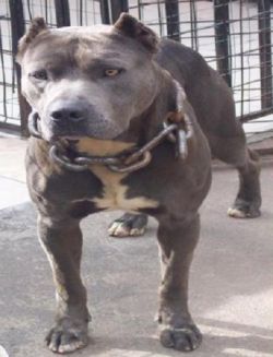 Photo of the dog